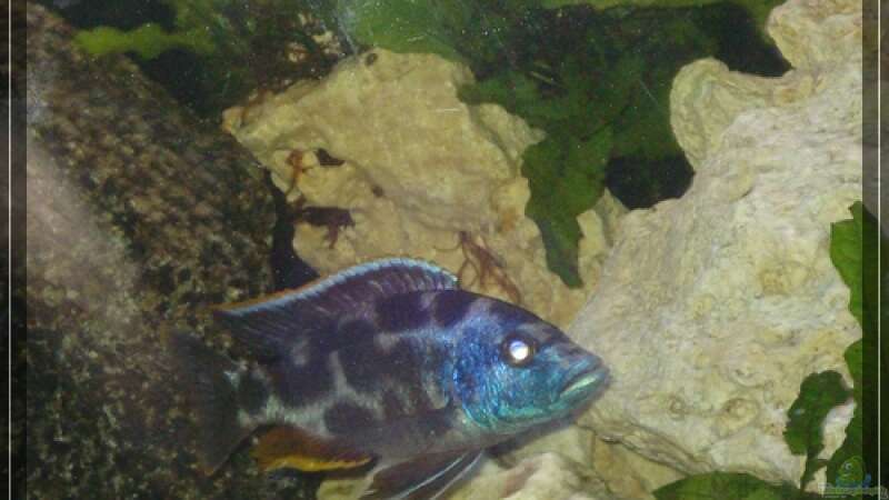 Nimbochromis Livingstoni von Malawifan0412 (18)