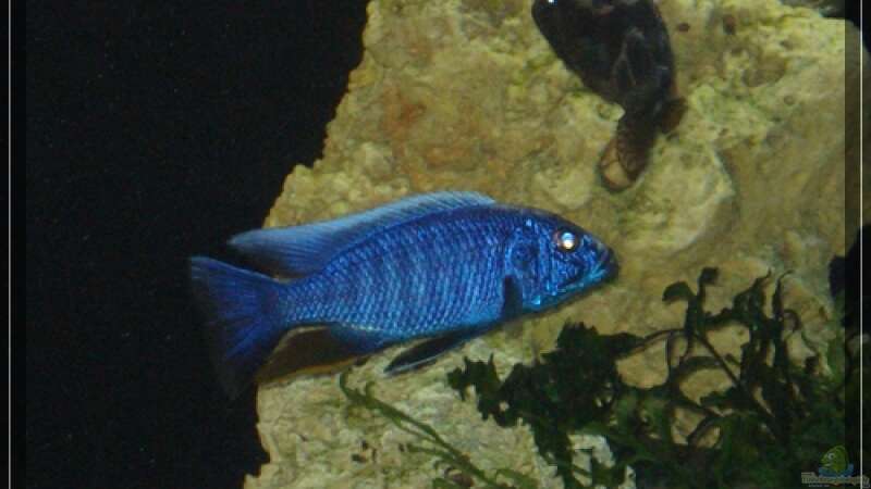 Scianochromis fryeri von Malawifan0412 (20)