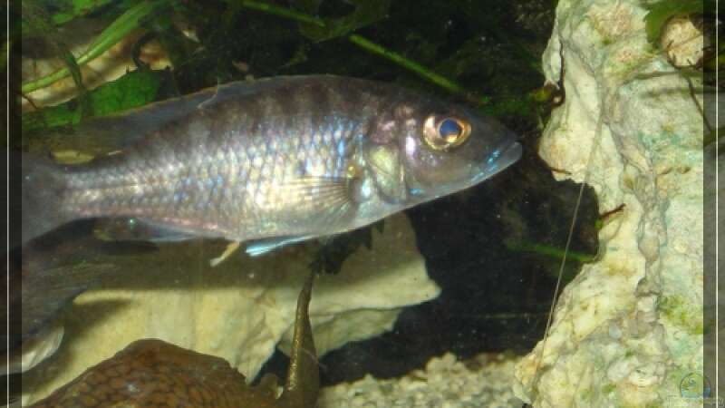 Scianochromis fryeri von Malawifan0412 (21)