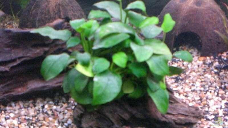 Pflanzen im Aquarium Becken 13449 von Königscobra (24)