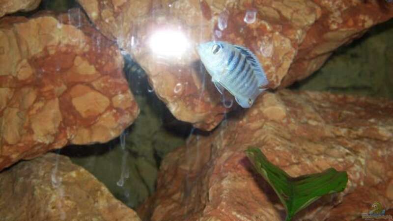 Der ??beltäter!! Labidochromis chisumulae Mann von Samson (12)