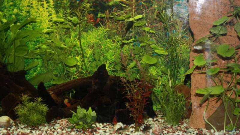Pflanzen im Aquarium Becken 13460 von Sabrina Mertes (7)