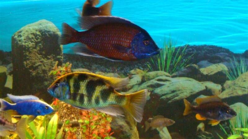 Kadang red fin + Nimbochromis + sciaenochromis fryeri von Fabian S. (12)