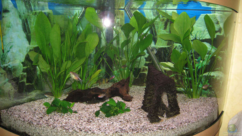 Aquarium Hauptansicht von Juwel von Tiger Fisch (1)