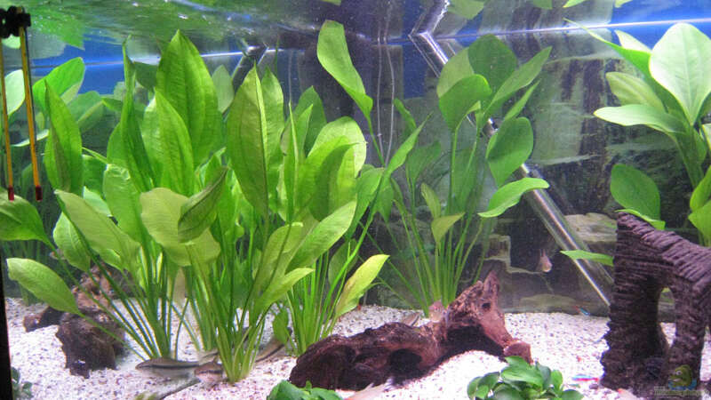 Pflanzen im Aquarium Juwel von Tiger Fisch (3)