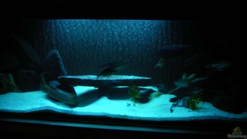 Aquarium Kaiser Biotop von Dt-Floppy (10)