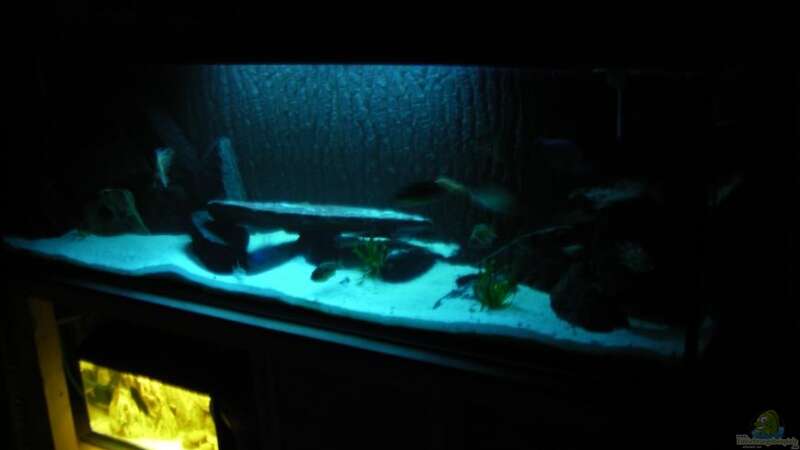 Aquarium Kaiser Biotop von Dt-Floppy (11)