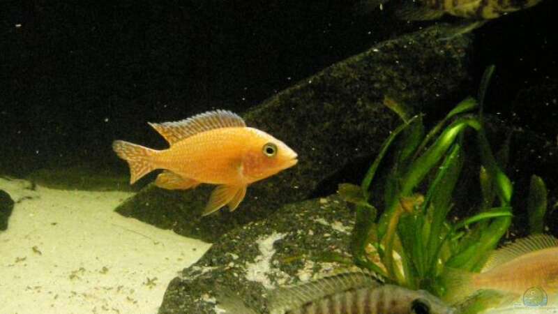Aulonocara firefish Bock (direkte Seifert Linie) von Dt-Floppy (26)
