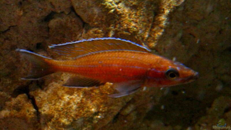  Paracyprichromis nigripinnis Chituta male von Malawigo (45)
