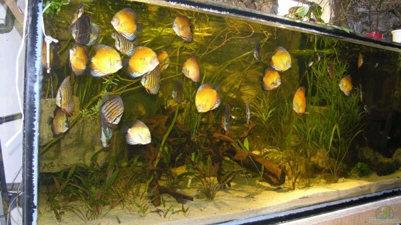 Aquarium Becken 13562 von dornwels (12)