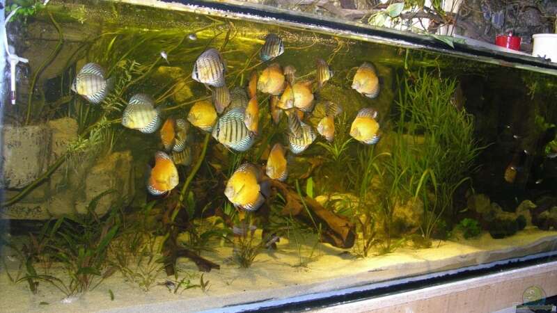 Aquarium Becken 13562 von dornwels (14)
