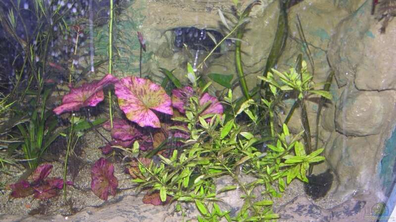 Pflanzen im Aquarium Becken 13562 von dornwels (17)