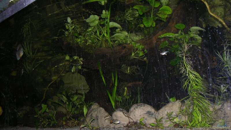 Pflanzen im Aquarium Becken 13562 von dornwels (18)