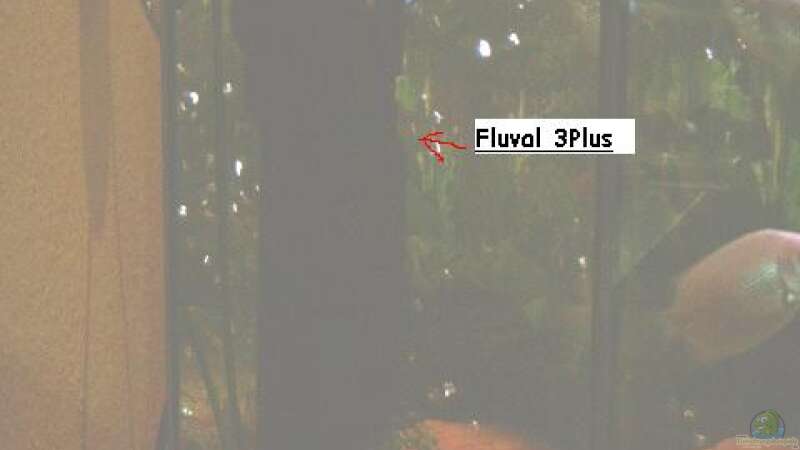 Filterpumpe (Fluval 3 Plus) und (Europet Mous) für Luftblasen von Enrico Bergmann (16)
