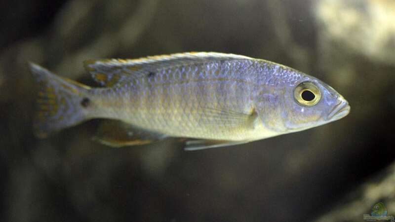 Scianuchromis ahli Jungfisch von Ralf Bauer (20)