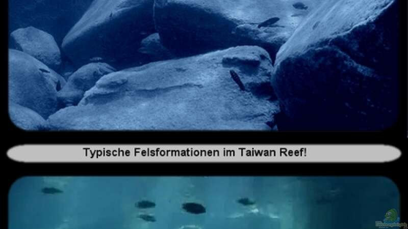 Eindrücke aus dem Taiwan Reef...:-) von ***ELLIS*** (3)