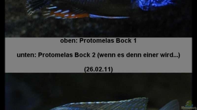Protomelas sp. ´steveni Taiwan´ - Bock Mix 3 von ***ELLIS*** (64)