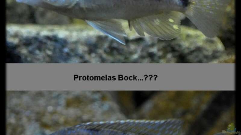 Protomelas sp. ´steveni Taiwan´ - Bock-Mix 4 von ***ELLIS*** (65)