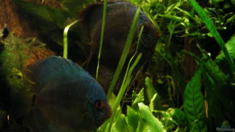 Besatz im Aquarium ~Amazonas~ Amano-Stil von Diskus-Freak®aka Benny&Anja (45)