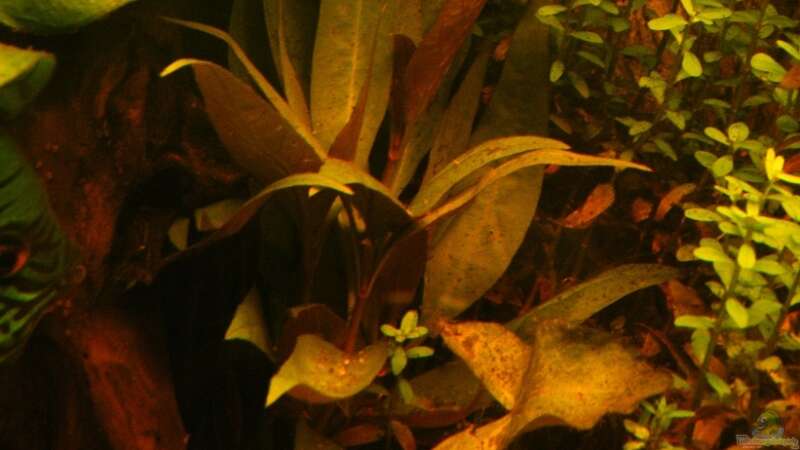 Pflanzen im Aquarium ~Amazonas~ Amano-Stil von Diskus-Freak®aka Benny&Anja (10)
