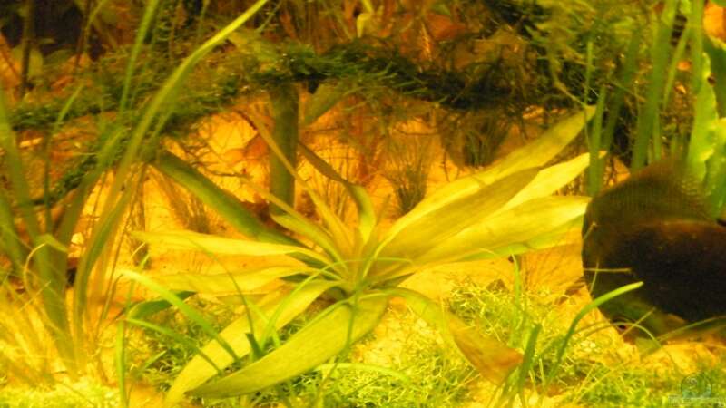 Pflanzen im Aquarium ~Amazonas~ Amano-Stil von Diskus-Freak®aka Benny&Anja (11)