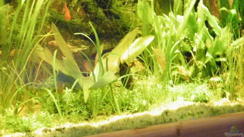 Pflanzen im Aquarium ~Amazonas~ Amano-Stil von Diskus-Freak®aka Benny&Anja (12)