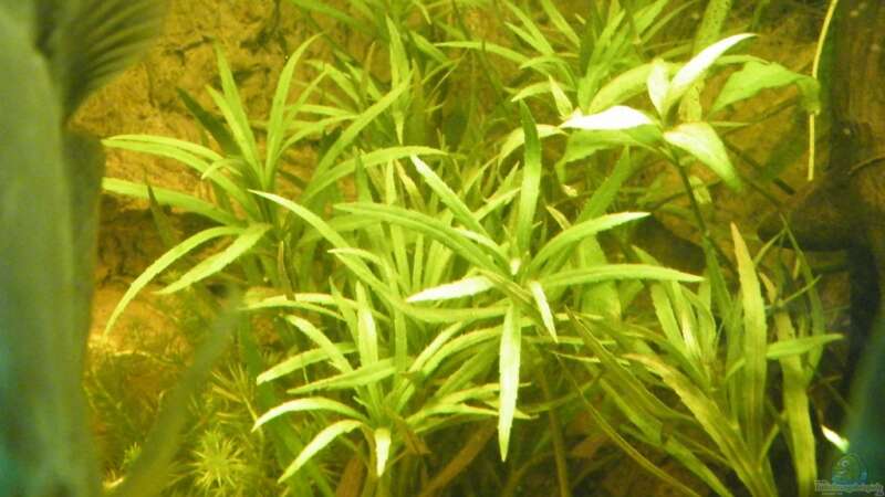 Pflanzen im Aquarium ~Amazonas~ Amano-Stil von Diskus-Freak®aka Benny&Anja (13)