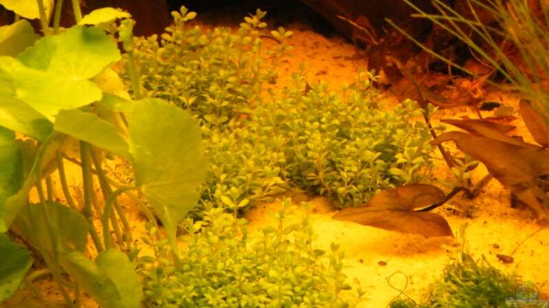 Pflanzen im Aquarium ~Amazonas~ Amano-Stil von Diskus-Freak®aka Benny&Anja (16)