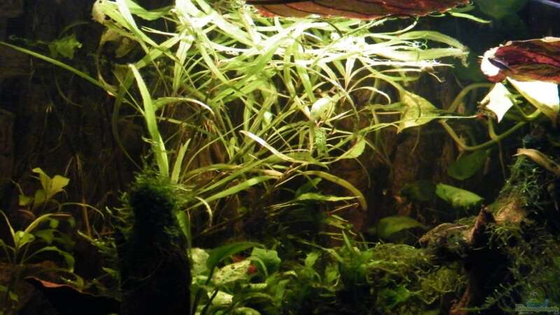 Pflanzen im Aquarium ~Amazonas~ Amano-Stil von Diskus-Freak®aka Benny&Anja (22)
