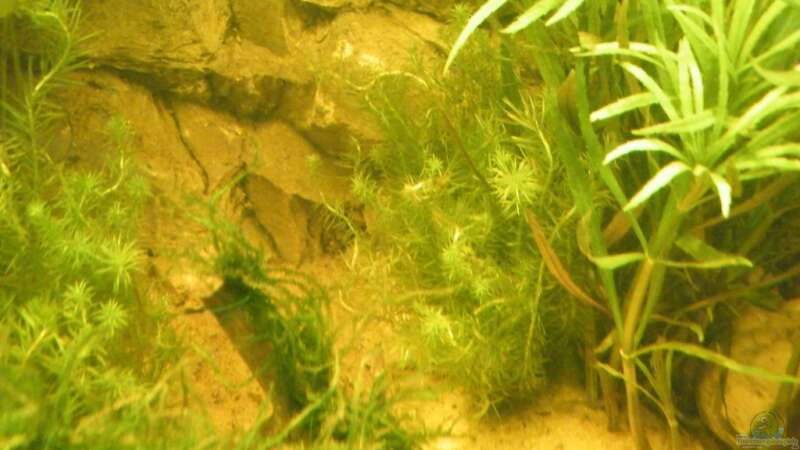 Pflanzen im Aquarium ~Amazonas~ Amano-Stil von Diskus-Freak®aka Benny&Anja (8)