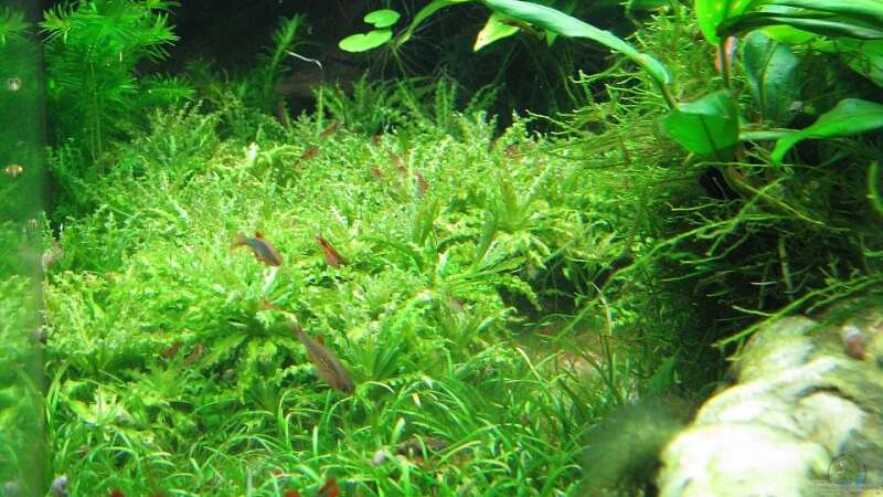 Pflanzen im Aquarium urwald von schnibbelxyz (7)