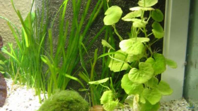 Pflanzen im Aquarium Zwergkugelfisch-Artbecken von Christina Studt (10)