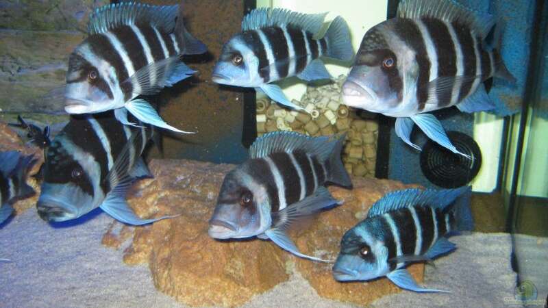Besatz im Aquarium Becken 13738 - von Frontosa (8)