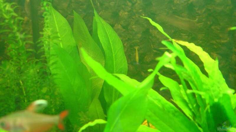 Pflanzen im Aquarium mein 1.Becken von Fohlenpower (4)