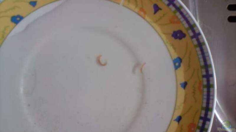 ha ha 2 würmer die ich mit falle  gefangen habe :-) von O.K. (15)