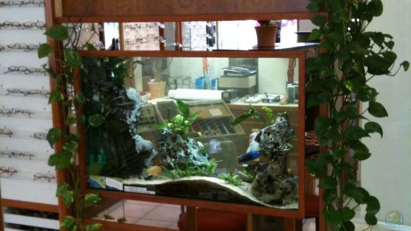 Aquarium Raumteiler von Biosphaeren (5)