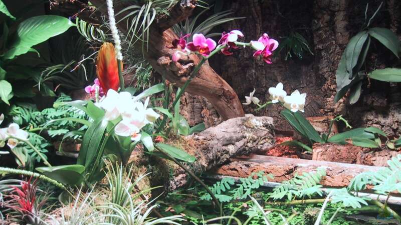 Orchideen, Bromelien, Tillandsien und Co. von Der Südamerikaner (28)