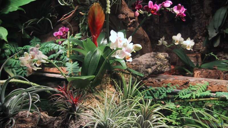 Orchideen, Bromelien, Tillandsien und Co. von Der Südamerikaner (30)
