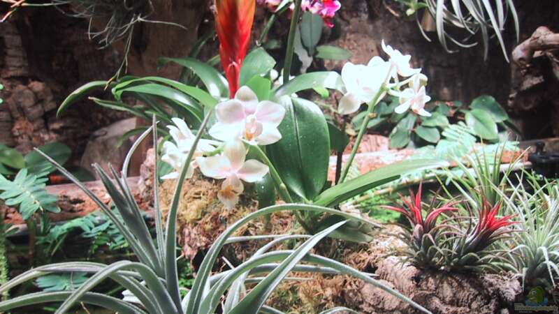 Orchideen, Bromelien, Tillandsien und Co. von Der Südamerikaner (32)