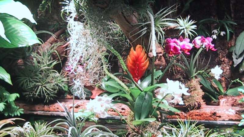Orchideen, Bromelien, Tillandsien und Co. von Der Südamerikaner (33)