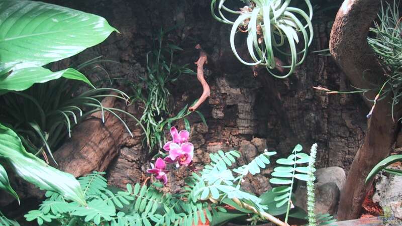 Orchideen, Bromelien, Tillandsien und Co. von Der Südamerikaner (41)