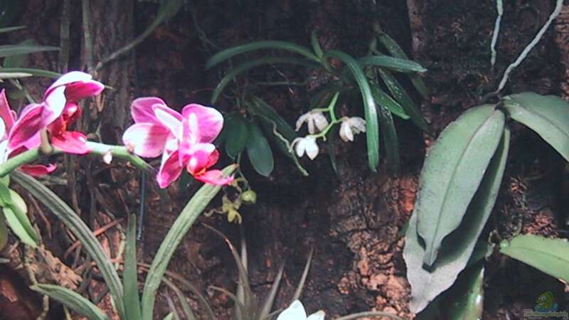 Orchideen, Bromelien, Tillandsien und Co. von Der Südamerikaner (42)