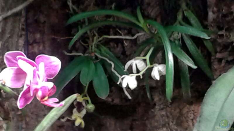 Orchideen, Bromelien, Tillandsien und Co. von Der Südamerikaner (44)