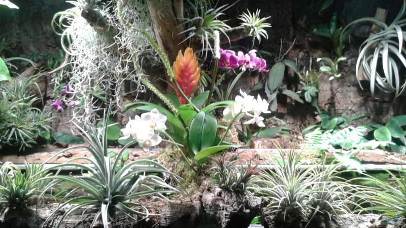 Orchideen, Bromelien, Tillandsien und Co. von Der Südamerikaner (45)