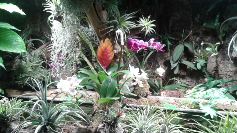 Orchideen, Bromelien, Tillandsien und Co. von Der Südamerikaner (51)