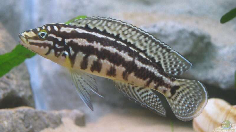 Julidochromis marlieri von Ronald Müller (12)
