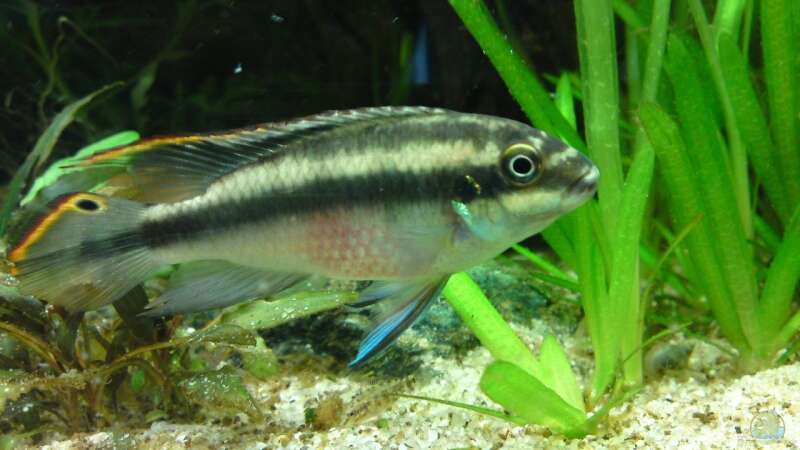 pelvicachromis pulcher - Männchen von Debby & Daniel (20)