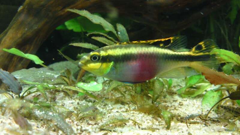 pelvicachromis pulcher - Weibchen von Debby & Daniel (19)
