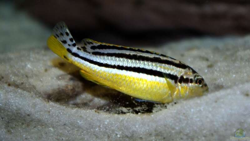 Melanochromis Auratus von Marcus Panhuis (15)