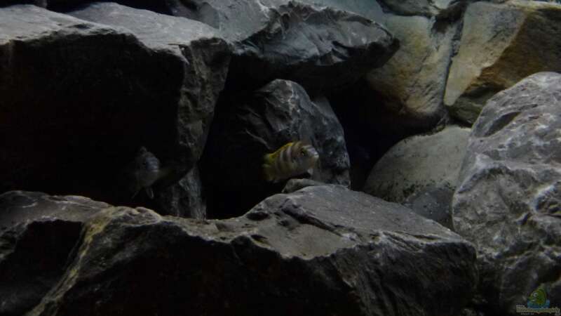 Einrichtungsbeispiele für Aquarien mit Labidochromis sp. perlmutt